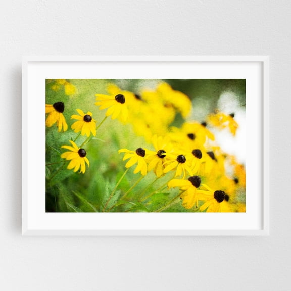 Black Eyed Susan - Photography Floral Flowers Garden Nature Botanical Summer Scenic White Framed Wall Art Print 24 x 36 inches