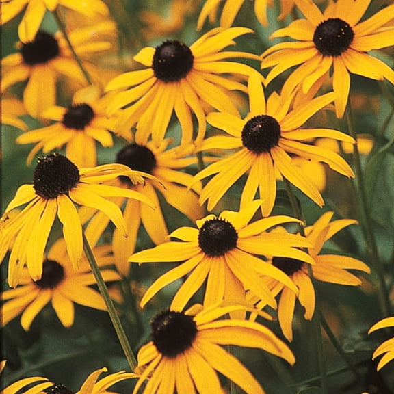 Black-Eyed Susan Rudbeckia Dormant Bare Root Flowering Perennial Starter Plant Root (1-Pack)