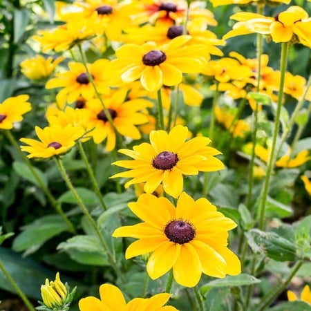 Black Eyed Susan, Rudbeckia Flower Root - Deer Resistant - Good as Cut Flowers - Naturalizing - Perennializing - Easy to Grow Live Plants - Outdoor Garden