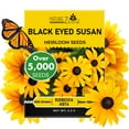 Black Eyed Susan Seeds MMF7 for Planting, 5000 Seeds, Giving You