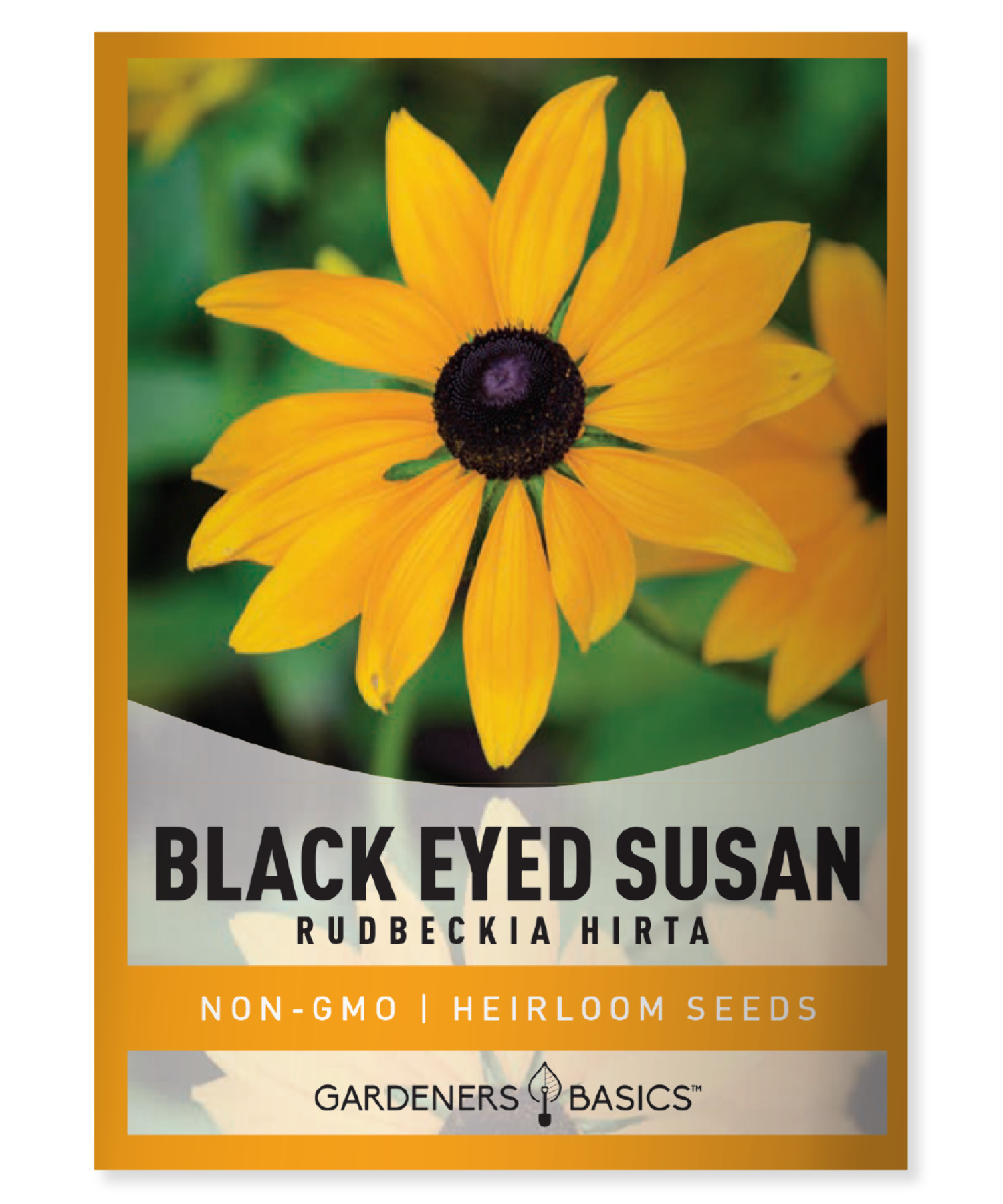 300 Seeds Black Eyed Susan (Rudbeckia Hirta) - Yellow Wildflower Seeds - Fresh With Gift