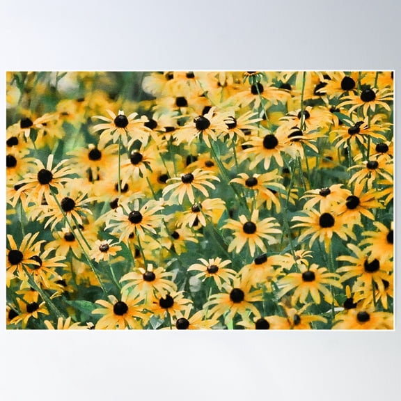 Black Eyed Susan Watercolor Botanical Flower Poster Wall Art, Modern Wall Decor For Living Room Bedroom, 12x18 UNFRAMED
