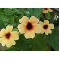 thumbnail image 1 of Black-Eyed Susan Wildflower/ Perennial/ Full Sun/27K Seeds 1/4 oz / Zellajake Farm and Garden - B23, 1 of 5