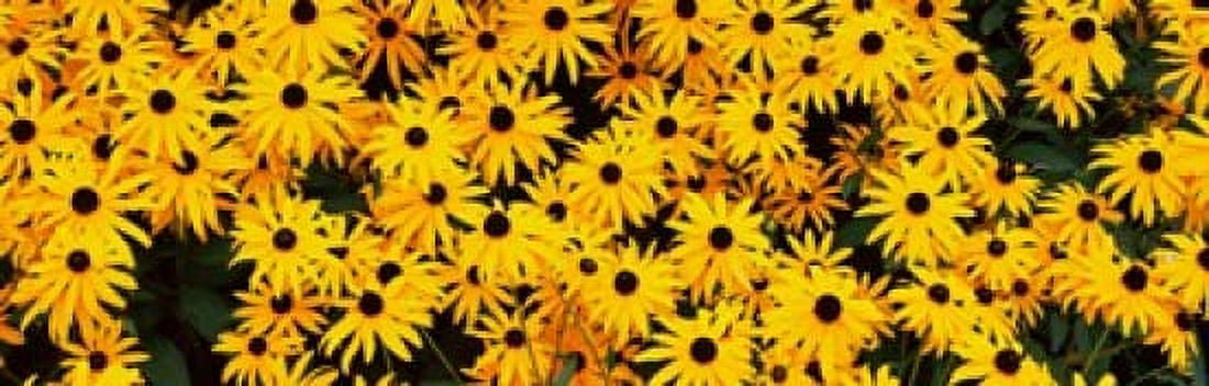 Black-Eyed Susan flowers (Rudbeckia hirta) growing in a field Canvas Art - Panoramic Images (18 x 6)
