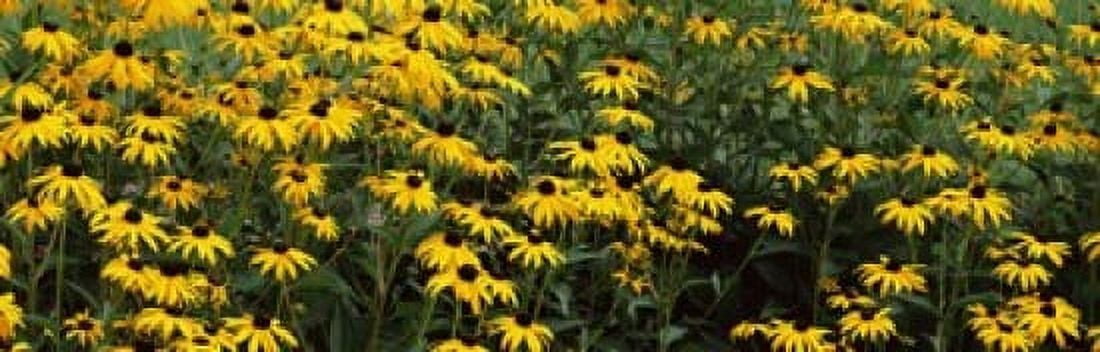 Black-Eyed Susan flowers (Rudbeckia hirta) growing in a field Canvas Art - Panoramic Images (18 x 6)