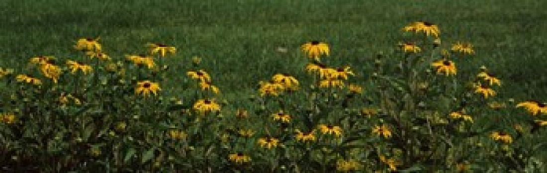 Black-Eyed Susan flowers (Rudbeckia hirta) growing in a field Canvas Art - Panoramic Images (36 x 12)