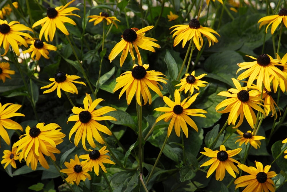 Black-Eyed Susans Canvas Art - Doug Ohman (24 x 17)