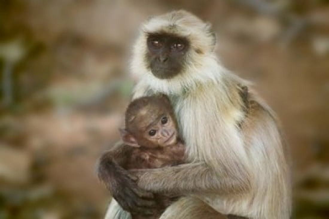 Black-Face Langur Mother and Baby Ranthambore National Park Rajasthan India Canvas Art - Keren Su DanitaDelimont (36 x 24)
