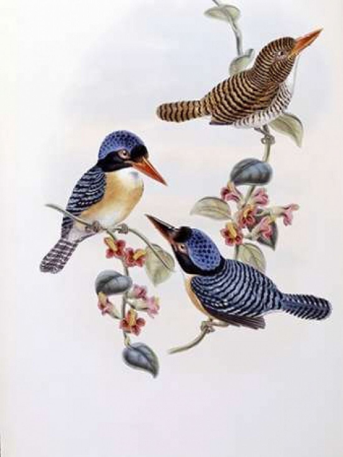 Black Faced Kingfisher Canvas Art - John Glover (18 x 24)