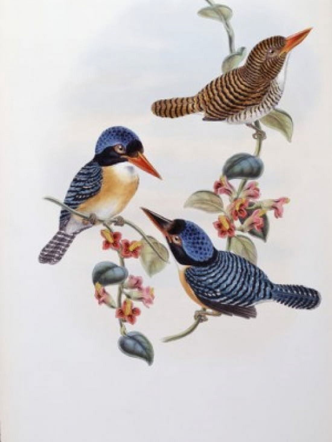 Black Faced Kingfisher John Gould (1804-1881 British) Canvas Art - John Gould (18 x 24)