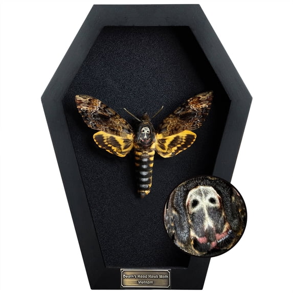Black Frame Shadow Box Butterfly Moth, Gothic Insect Inspired Wall Art, Dark Aesthetic Home Decor, Framed Display for Curiosity Cabinet CF18-01-DE-MT