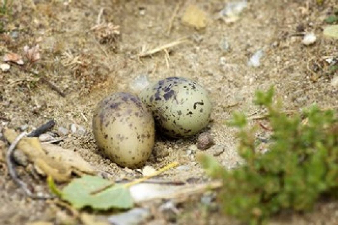 Black-Fronted Tern eggs South Island New Zealand Canvas Art - David Wall DanitaDelimont (35 x 24)
