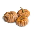thumbnail image 1 of Black Futsu Japanese Heirloom Winter Squash Pumpkin Premium Seed Packet, 1 of 1