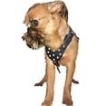 thumbnail image 1 of Black Genuine Leather Rhinestones Dog Harness for Small Dogs 13"-17.5" Chest, 1 of 4