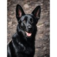 thumbnail image 1 of Black German Shepherd Diamond Painting DIY Kits 5D Diamond Art Full Round Drill Beads by Number Mosaic Handmade Arts and Crafts for Living Room Bedroom Home Wall Decor 12x16 inch, 1 of 4