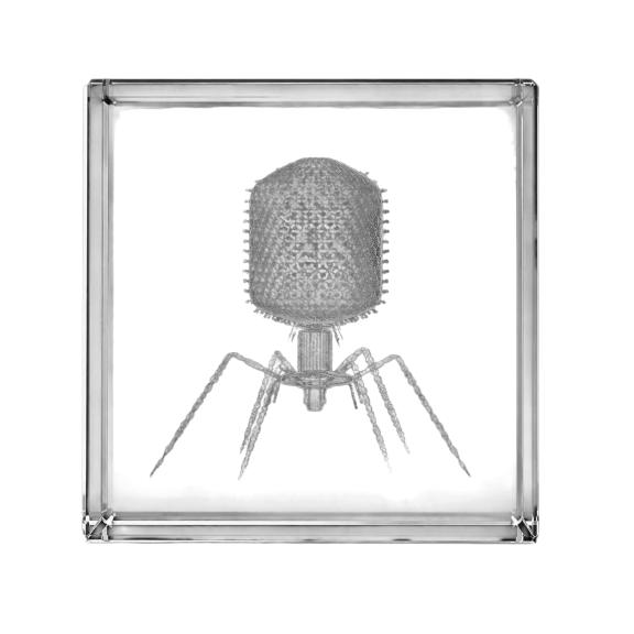 Black Glass Engraved Crystal Microbe Model Paperweight For Classroom And Desk Use