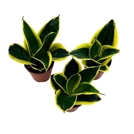 Black Gold Snake Plant 2 inch Set of 3 Green Yellow Albomarginata Dwarf Rosette Sansevieria Tiny Mini Pixie Plants