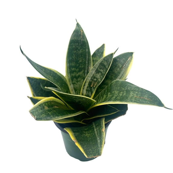 Black Gold Snakeplant, 4 inch, Green and Yellow Snake Plant, Variegated Sansevieria trifasciata, Well Rooted Healthy Starter Succulent