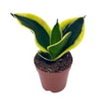 thumbnail image 1 of Black Gold Snakeplant, Green and Yellow Snake Plant, Variegated Sansevieria trifasciata, 1 of 9