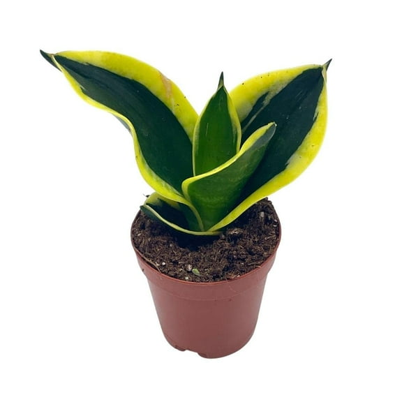 Black Gold Snakeplant, Green and Yellow Snake Plant, Variegated Sansevieria trifasciata