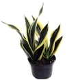 thumbnail image 1 of Black Gold Superba Snake Plant - Sanseveria - Almost Impossible to kill-6" Pot, 1 of 1
