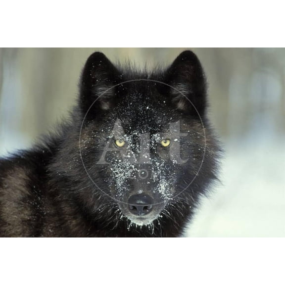 Black Grey Wolf with Snowy Face, Animals Unframed Photographic Print Wall Art Sold by Art.Com