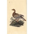 thumbnail image 1 of Black Grouse Or Blackgame, Tetrao Tetrix Poster Print By ® Florilegius Mary Evans (24 X 36), 1 of 3