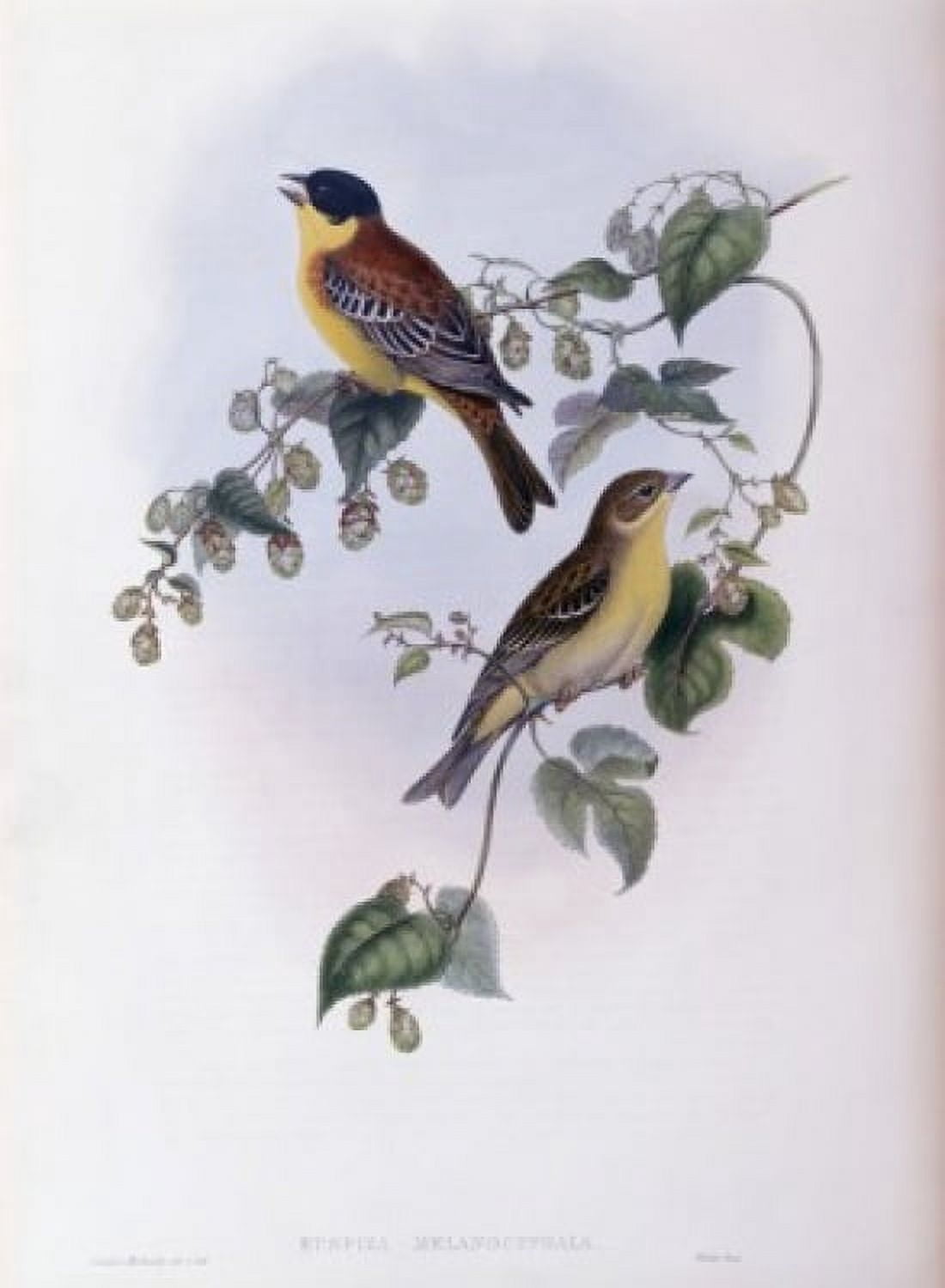 Black Headed Bunting John Gould (1804-1881 British) Canvas Art - John Gould (18 x 24)
