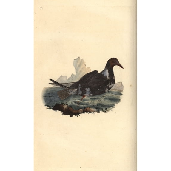 Black-Headed Gull, Chroicocephalus Ridibundusa Poster Print By ® Florilegius Mary Evans (18 X 24)
