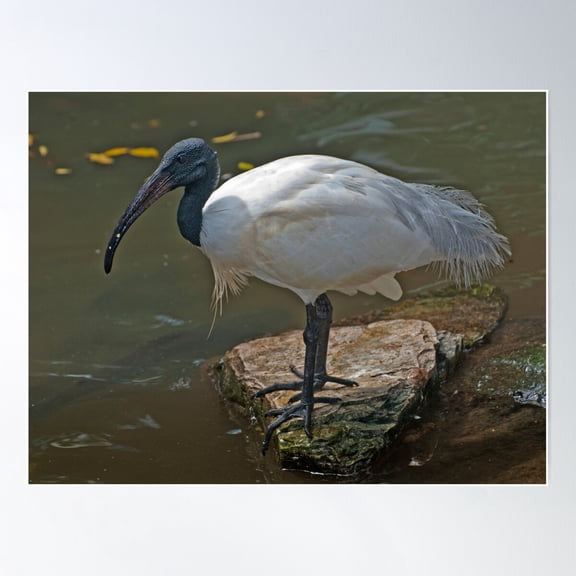 Black Headed Ibis Poster Wall Art, Modern Wall Decor For Living Room Bedroom, 24x36 UNFRAMED