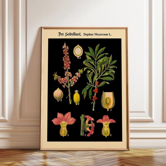 Black Henbane Botanical Chart Wall Art Print