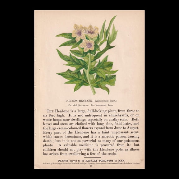 Black Henbane Poisonous Plant Lithograph, Unframed Paper Poster 8x10in