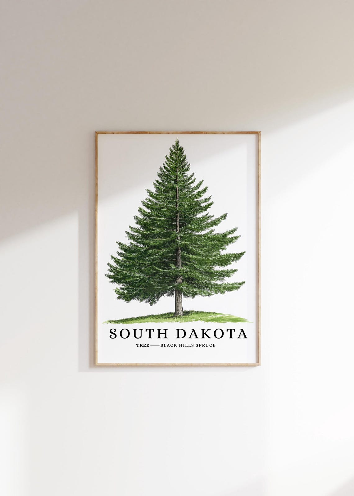 Black Hills Spruce Tree Poster: South Dakota State Symbol, Unframed ...