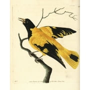 Black-Hooded Oriole, Oriolus Xanthornus Poster Print By ® Florilegius Mary Evans (24 X 36)