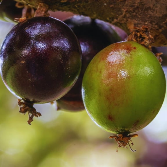 Black Jaboticaba Tree Live Plant, 1 Feet Tall, Brazilian Jabuticaba Grapetree