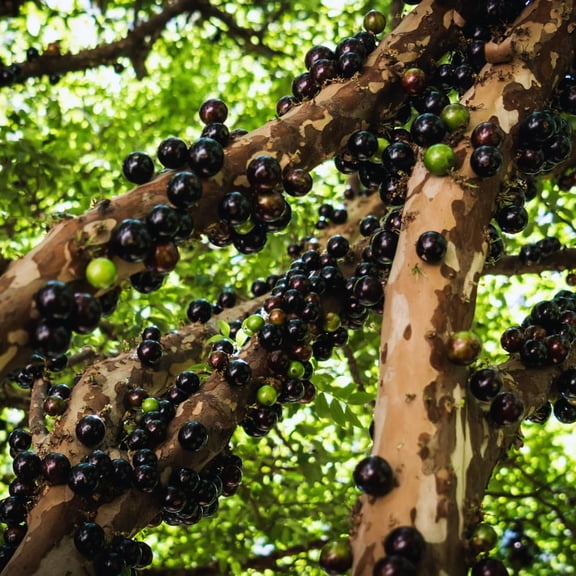 Black Jaboticaba Tree Plant Live, Jaboticaba Grape Fruit Plant, 5 to 8 Inc Long, Tropical Plants Garden
