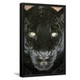 thumbnail image 1 of Black Jaguar, Animals Framed Art Print Wall Art Sold by Art.Com, 1 of 6