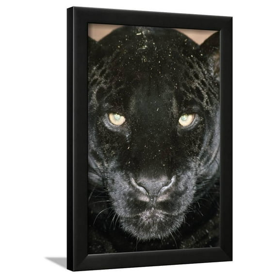Black Jaguar, Framed Art Print Wall Art Sold by Art.Com