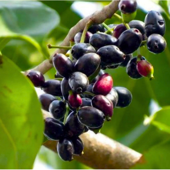Black Jambu Plum Tree Live for Planting, Java Plum Tree, Jamun Plant Tropical Fruit Tree Sweet Jambul Plant for Outdoor Garden 6 to 8 Inc Tall in 4" Pot