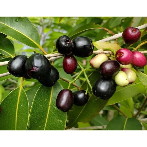 Black Java Plum Live Plant - 6-10" Tall - Syzygium cumini - Tropical Fruit Tree for Edible Gardens & Home Orchards - Ready to Plant