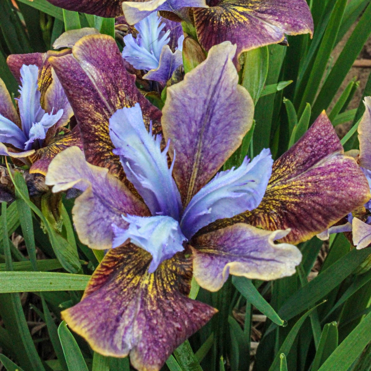 Black Joker Siberian Iris with Purple and Yellow Blooms, 22 Inches Tall