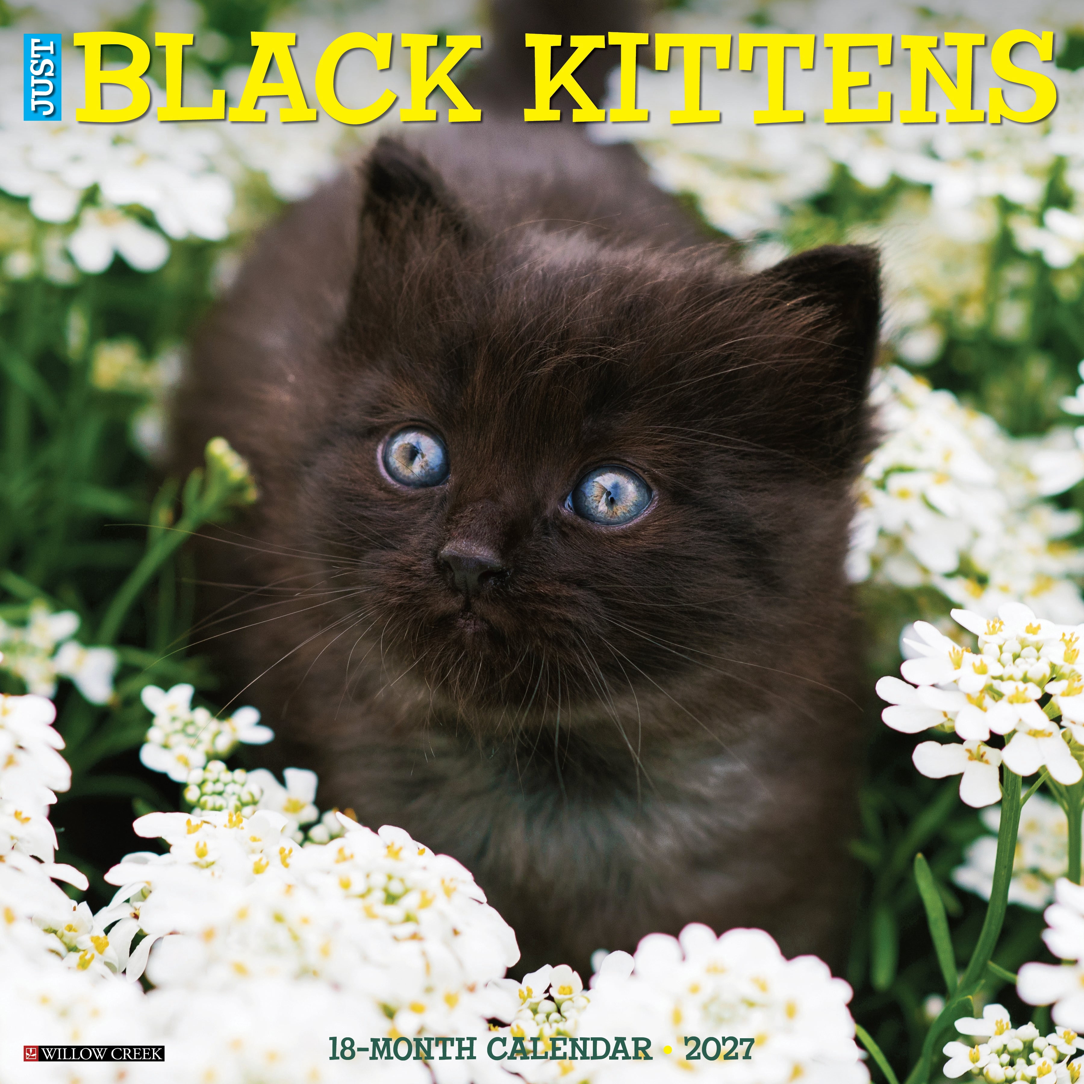Willow Creek Press, Black Kittens 2027 Wall Calendar
