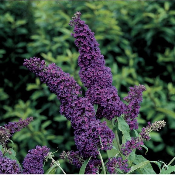 Black Knight Butterfly Bush - Buddleia - Hardy - 4" Pot