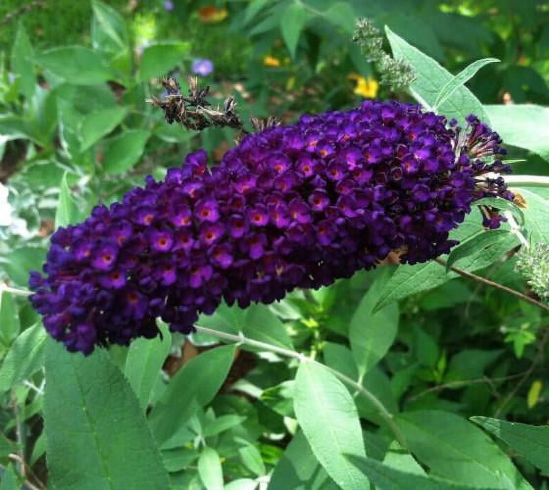 Black Knight Butterfly Bush ( Buddleia ) - Live Plant ( 2.5 QT )