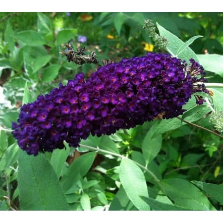 Black Knight Butterfly Bush ( Buddleia ) - Live Plant ( 2.5 QT )