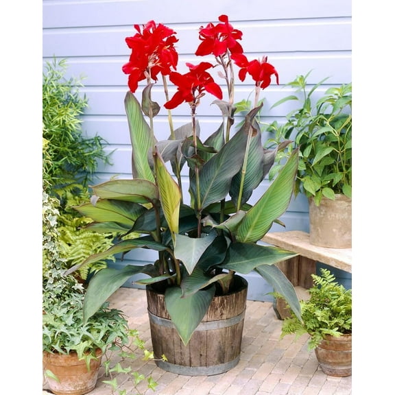 Black Knight Canna Lily Bulbs for Planting - Tropical Goth Canna (1 Bulb)