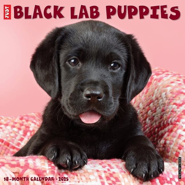Lab Wall Calendars Black Lab Puppies 2025 Wall Calendar - Walmart.com