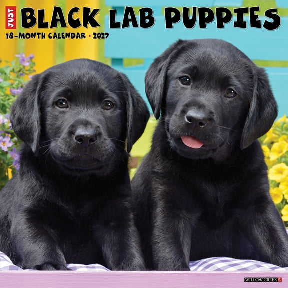 Willow Creek Press, Black Lab Puppies 2027 Wall Calendar