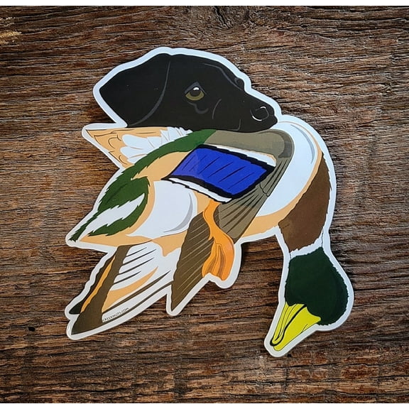 Black Lab with Mallard Duck Sticker Decal