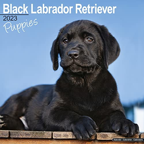 Pre-Owned Black Labrador Puppies Calendar 2023